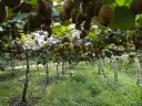 W jakim kraju rośnie kiwi? Odkryj tajemnice jego uprawy na świecie