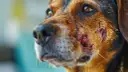 Primer plano de un perro con leishmaniasis, mostrando lesiones cutáneas en su rostro.