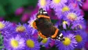 Motyl admirał na fioletowych marcinkach.