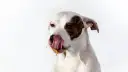 Perro blanco con manchas marrones, lamiéndose la boca con una sustancia pegajosa. ¿Por qué los perros se comen la caca? ¡Este perro parece tener una respuesta!