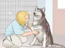 Veterinario examina a un husky con un estetoscopio. La paciencia y el cuidado son clave para ganarse la confianza de un perro.