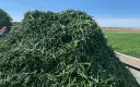 Jaki nawóz pod fasolkę szparagową, aby uniknąć słabych plonów?