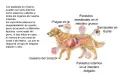 Ilustración de un perro con su sistema digestivo expuesto, mostrando parásitos internos y externos. Es crucial desparasitar cachorros y perros adultos.