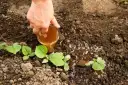 Nawóz z herbaty do jakich kwiatów - idealne rośliny i zastosowanie