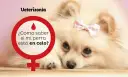 Un Pomerania con un lazo rosa en la cabeza. Un círculo rojo con un símbolo femenino y la pregunta "¿Cómo saber si mi perra está en celo?".