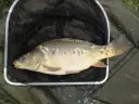 Karp leży w podbieraku, gotowy do powrotu do wody. To piękna ryba, złowiona na wędkę.