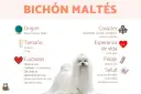 Un adorable bichón maltés de 5 meses, con su pelaje blanco y sedoso, posa para una infografía sobre la raza.