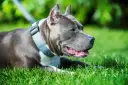 Un perro gris, con collar azul, descansa feliz en la hierba verde, disfrutando del sol.