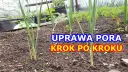 Kiedy sadzić por, aby uniknąć błędów i cieszyć się obfitym plonem