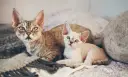 Dwa koty rasy Devon Rex leżą na kocu. Jeden jest pręgowany, drugi biały z niebieskimi oczami.