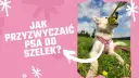 Jak przyzwyczaić psa do obroży: proste kroki, aby uniknąć stresu