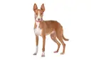 Un elegante podenco canario, con su pelaje rojizo y blanco, orejas grandes y atentas, y un collar rojo, posa con orgullo.