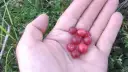 Kiedy jest sezon na żurawinę i jak go nie przegapić?