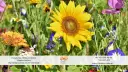 Słoneczniki i inne polne kwiaty w kwiaciarni "Dzika orchidea" tworzą barwną kompozycję.