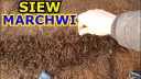 Jak sadzić marchewkę - uniknij najczęstszych błędów w uprawie
