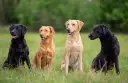 Labrador czy golden retriever - który pies lepiej pasuje do rodziny?