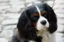 Cavalier ma włosy czy sierść? Odkryj prawdę o pielęgnacji