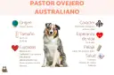 Un pastor ovejero australiano, con su pelaje merle y ojos azules, sentado. La imagen detalla su origen, tamaño, cuidados, carácter, esperanza de vida, pelaje y salud.