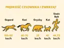 Z jaką prędkością biega gepard? Zaskakujące fakty o jego szybkości