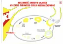 Cykl miesiączkowy: miesiączka, rosnące pęcherzyki, jajeczkowanie (owulacja), ciałko żółte, zanik ciałka żółtego. Dni płodne związane są z owulacją.