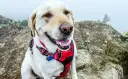 Obroża czy szelki dla labradora - co wybrać dla bezpieczeństwa psa?