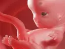 Płód w 9 tygodniu ciąży, z widocznymi palcami u rąk i nóg, rozwija się w macicy.