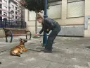 Joven adiestrador de perros entrena a su pastor belga en la calle, recompensándolo con una golosina.