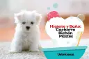 Un tierno bichón maltés listo para aprender como bañar a un bichon maltes. Higiene y baño para cachorros.