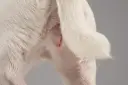 Primer celo de una perra: la vulva hinchada y rosada es un signo clave.