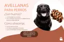 Un perro negro mira atentamente. El texto indica que los perros pueden comer avellanas, pero con moderación y sin cáscara.