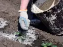 Czy popiół drzewny jest dobrym nawozem dla twojego ogrodu? Sprawdź!