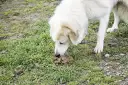 Perro blanco olfateando heces. Buscando un tratamiento para que mi perro no se coma sus heces.