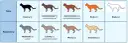 Devon rex liliowy – niezwykła kolorystyka i cechy tej rasy