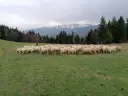 Hala Barankowa: Oscypki, szlaki, Babia Góra Poznaj serce Zawoi!