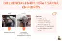 Comparativa visual de la diferencia entre sarna y tiña en perros: tiña con lesiones circulares y sarna con inflamación, enrojecimiento y costras.