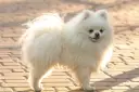 Un pomerania mediano blanco, con su cola esponjosa y pelaje abundante, posa sobre un camino de adoquines.