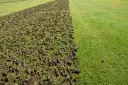 Po zabiegu aeracji trawnika widać wyciągnięte z ziemi bryły darni, które poprawią jego kondycję.