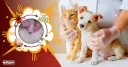 Ciclo de vida de la garrapata: adulto, huevos, larva, ninfa. ¿Cuánto vive una garrapata? Un gatito y un cachorro son examinados.