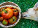 Un perro curioso olfatea una cesta llena de tomates. ¿Sabías que los perros pueden comer tomate?