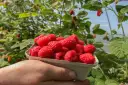 Kiedy jest sezon na maliny? Sprawdź, aby nie przegapić zbiorów