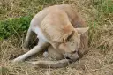 Perro de pelaje claro se rasca la cola, quizás buscando cómo son las pulgas.