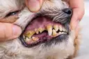 Dientes de perro con sarro visible, encías inflamadas y mal aliento. Es importante cuidar la salud bucal de tu mascota para evitar problemas.