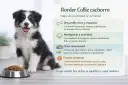 Border Collie cachorro junto a su plato de comida, con información sobre su desarrollo, nutrición y errores comunes.