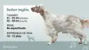 Un elegante setter inglés, con su pelaje blanco y manchas marrones, se muestra con información sobre su tamaño y esperanza de vida.