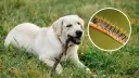Un perro labrador juega con un palo mientras una oruga procesionaria, peligrosa para los perros, se muestra en un círculo.