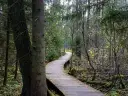 Puszcza Knyszyńska: Atrakcje, szlaki, co zobaczyć? Twój przewodnik