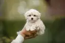 Maltipoo włosy czy sierść – poznaj prawdę o ich pielęgnacji