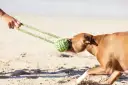 Perro marrón jugando a tirar de la cuerda en la playa, uno de los muchos juegos para perros.