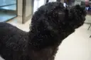 Perro de agua negro con un corte de pelo rizado y esponjoso, listo para nadar.