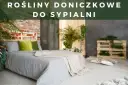 Czy skrzydłokwiat może stać w sypialni? Odkryj jego zalety i zagrożenia